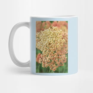 Achillea millefolium &#39;Salmon Beauty&#39; Mug